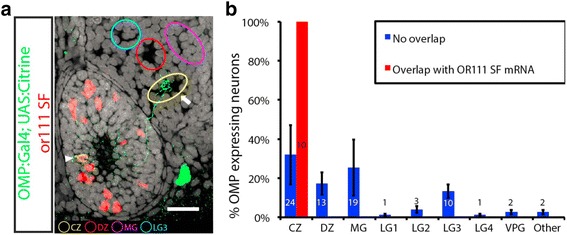 Olfactory sensory axons target specific protoglomeruli in the olfactory bulb of zebrafish.