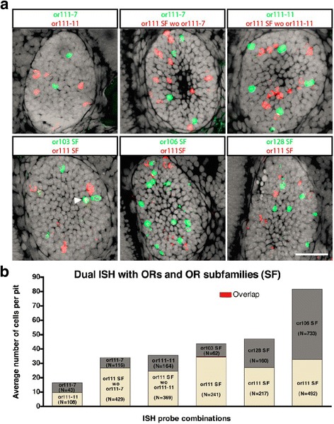 Olfactory sensory axons target specific protoglomeruli in the olfactory bulb of zebrafish.