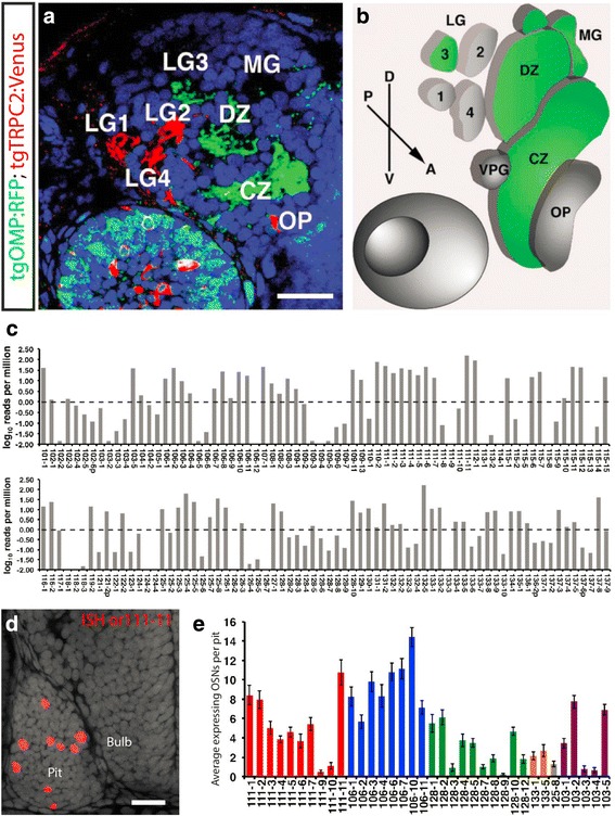 Olfactory sensory axons target specific protoglomeruli in the olfactory bulb of zebrafish.