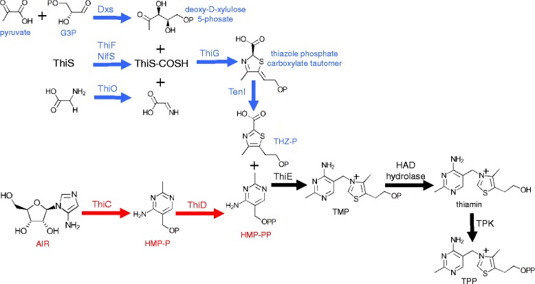 Genomic insights into the thiamin metabolism of <i>Paenibacillus thiaminolyticus</i> NRRL B-4156 and <i>P. apiarius</i> NRRL B-23460.