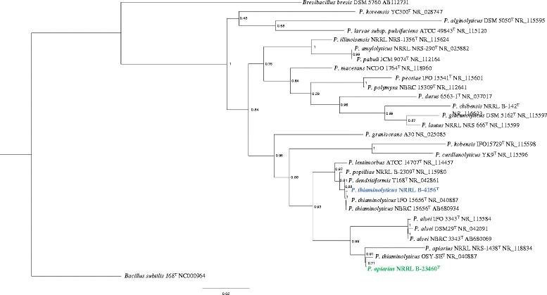 Genomic insights into the thiamin metabolism of <i>Paenibacillus thiaminolyticus</i> NRRL B-4156 and <i>P. apiarius</i> NRRL B-23460.