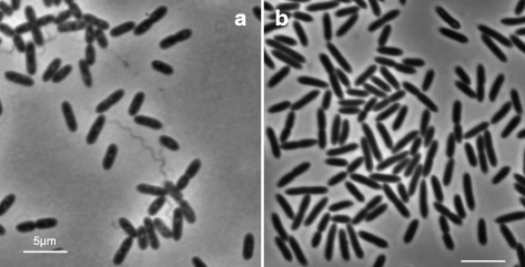 Genomic insights into the thiamin metabolism of <i>Paenibacillus thiaminolyticus</i> NRRL B-4156 and <i>P. apiarius</i> NRRL B-23460.