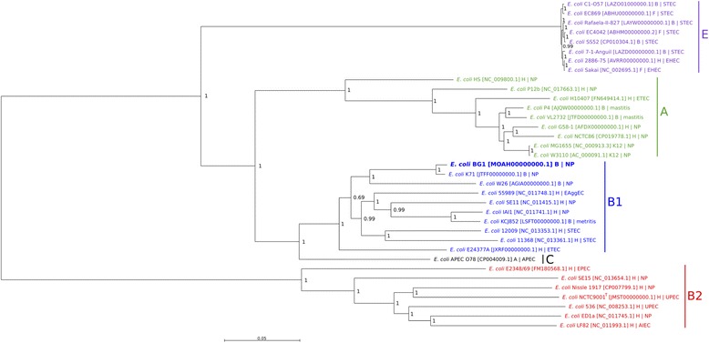 Draft genome sequence and characterization of commensal <i>Escherichia coli</i> strain BG1 isolated from bovine gastro-intestinal tract.