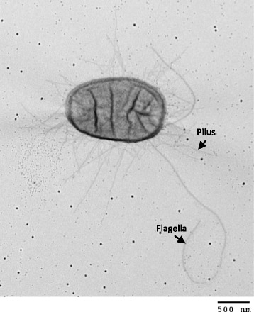 Draft genome sequence and characterization of commensal <i>Escherichia coli</i> strain BG1 isolated from bovine gastro-intestinal tract.