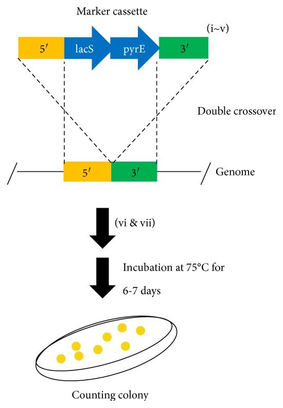 Development of the Multiple Gene Knockout System with One-Step PCR in Thermoacidophilic Crenarchaeon <i>Sulfolobus acidocaldarius</i>.