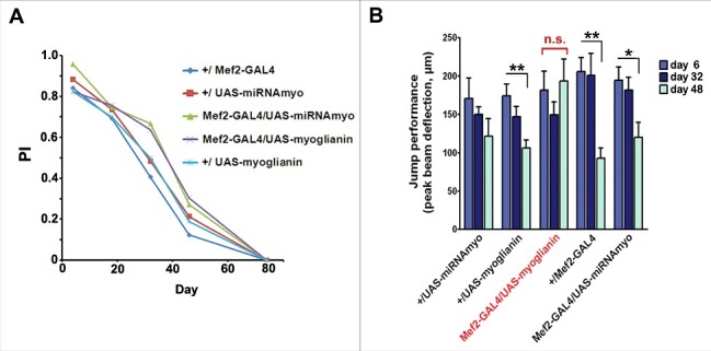 Complex roles of myoglianin in regulating adult performance and lifespan.