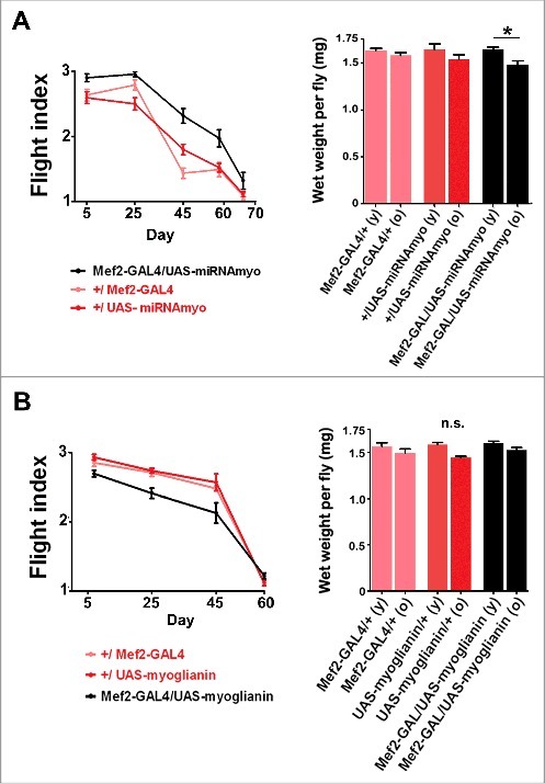 Complex roles of myoglianin in regulating adult performance and lifespan.