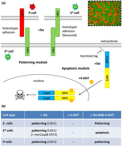 Synthetic self-patterning and morphogenesis in mammalian cells: a proof-of-concept step towards synthetic tissue development