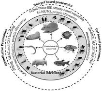 Model system based proteomics to understand the host response during bacterial infections