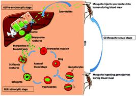 Host immune evasion strategies of malaria blood stage parasite