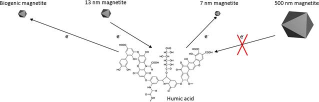 Interactions between magnetite and humic substances: redox reactions and dissolution processes