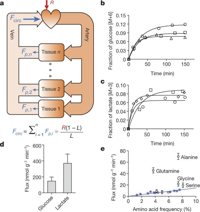 Glucose feeds the TCA cycle via circulating lactate