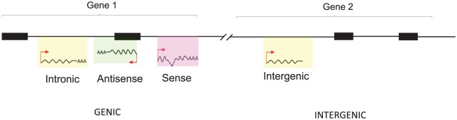 Long Noncoding RNAs as a Key Player in Hepatocellular Carcinoma.