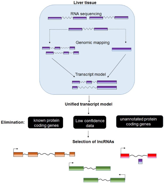 Long Noncoding RNAs as a Key Player in Hepatocellular Carcinoma.