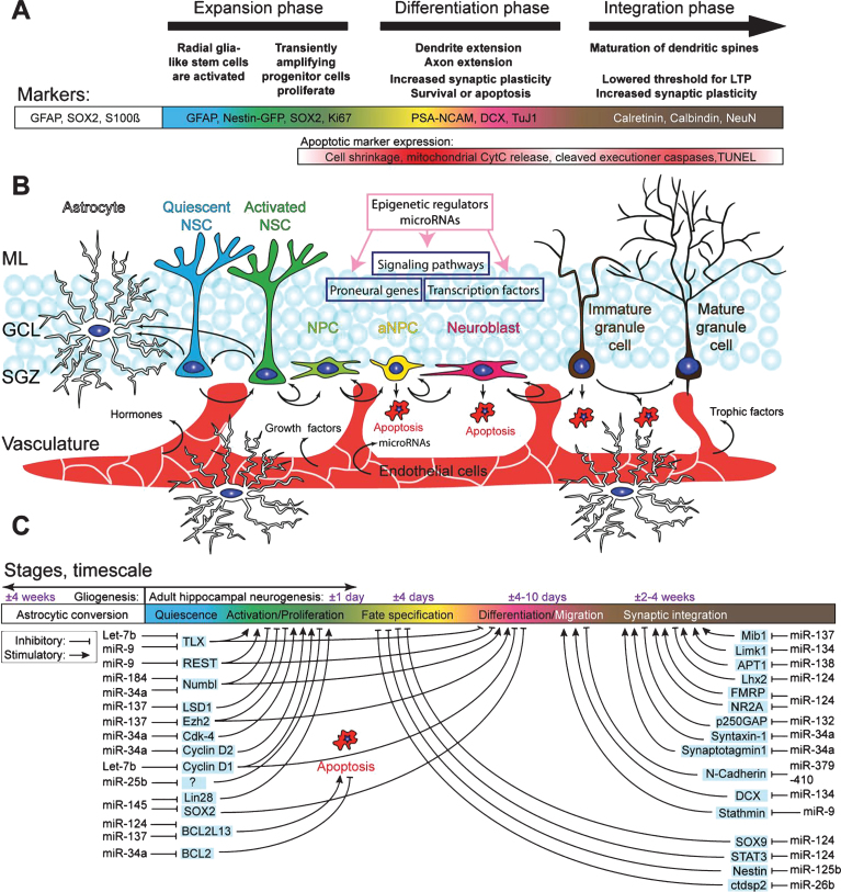 miRNA-Mediated Regulation of Adult Hippocampal Neurogenesis; Implications for Epilepsy.