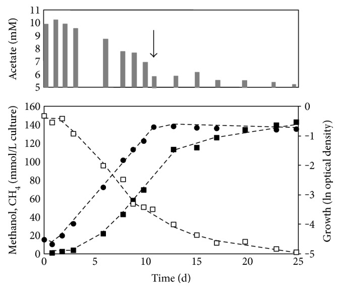 Growth Characteristics of <i>Methanomassiliicoccus luminyensis</i> and Expression of Methyltransferase Encoding Genes.