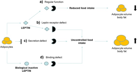 Estimated prevalence of potentially damaging variants in the leptin gene.