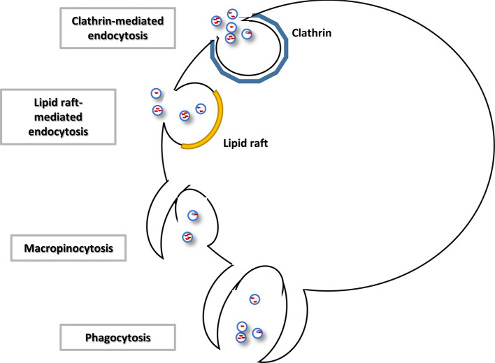 Extracellular microRNAs as messengers in the central and peripheral nervous system.