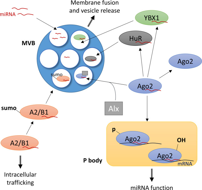 Extracellular microRNAs as messengers in the central and peripheral nervous system.