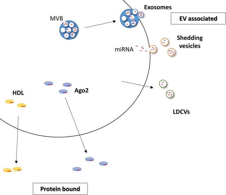 Extracellular microRNAs as messengers in the central and peripheral nervous system.