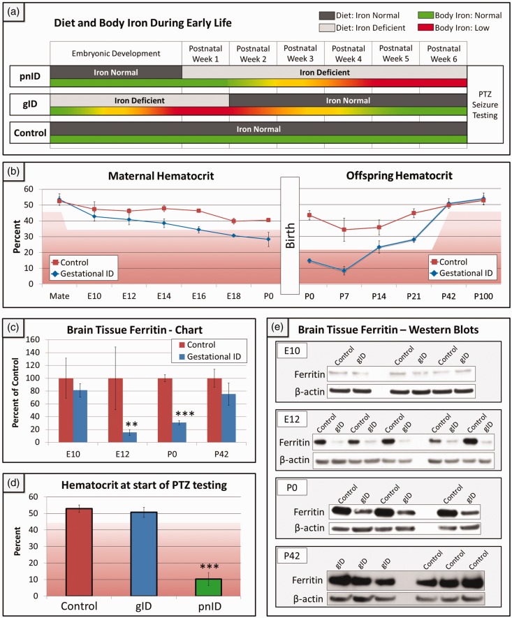 Iron Deficiency Affects Seizure Susceptibility in a Time- and Sex-Specific Manner.