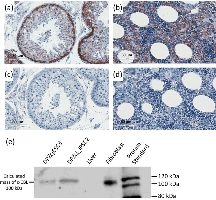 The ubiquitin ligase c-CBL is expressed in undifferentiated marmoset monkey pluripotent stem cells but is not a general stem cell marker.