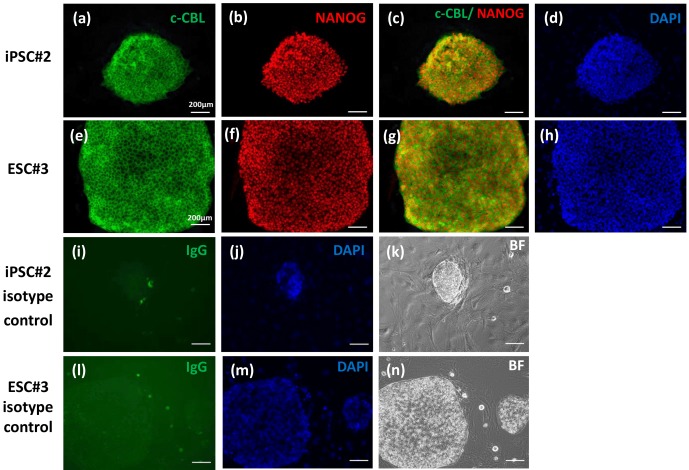 The ubiquitin ligase c-CBL is expressed in undifferentiated marmoset monkey pluripotent stem cells but is not a general stem cell marker.