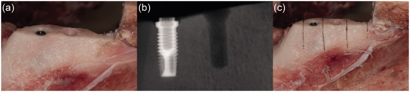 Release of titanium after insertion of dental implants with different surface characteristics - an <i>ex vivo</i> animal study.