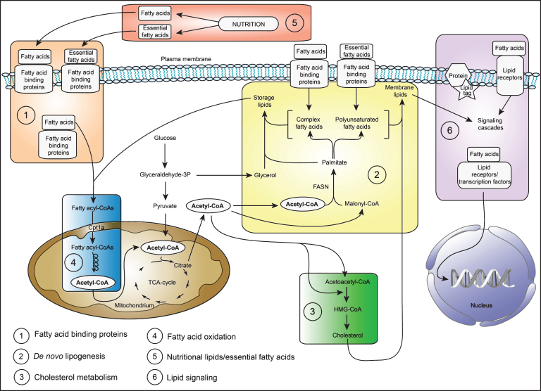 The Role of Lipid Metabolism for Neural Stem Cell Regulation.