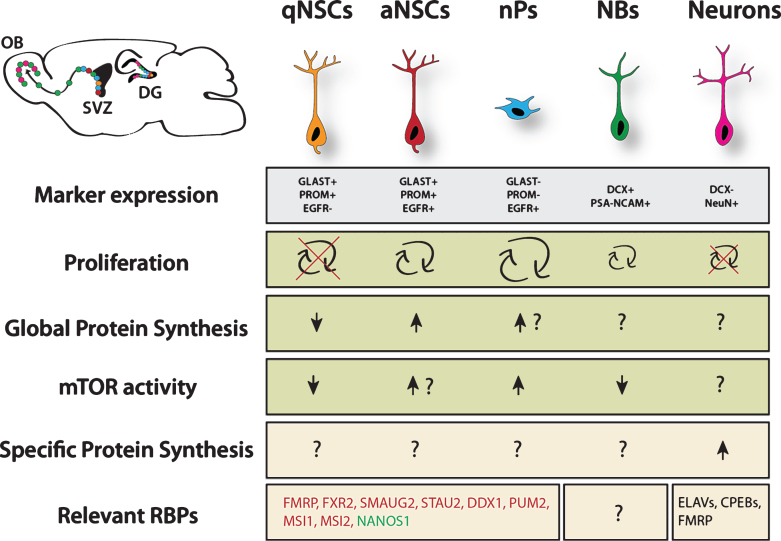 Neural Stem Cell Activation and the Role of Protein Synthesis.