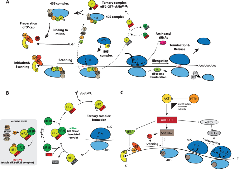 Neural Stem Cell Activation and the Role of Protein Synthesis.