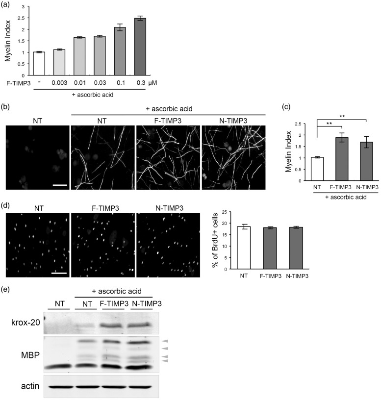 Tissue Inhibitor of Metalloproteinase-3 Promotes Schwann Cell Myelination.