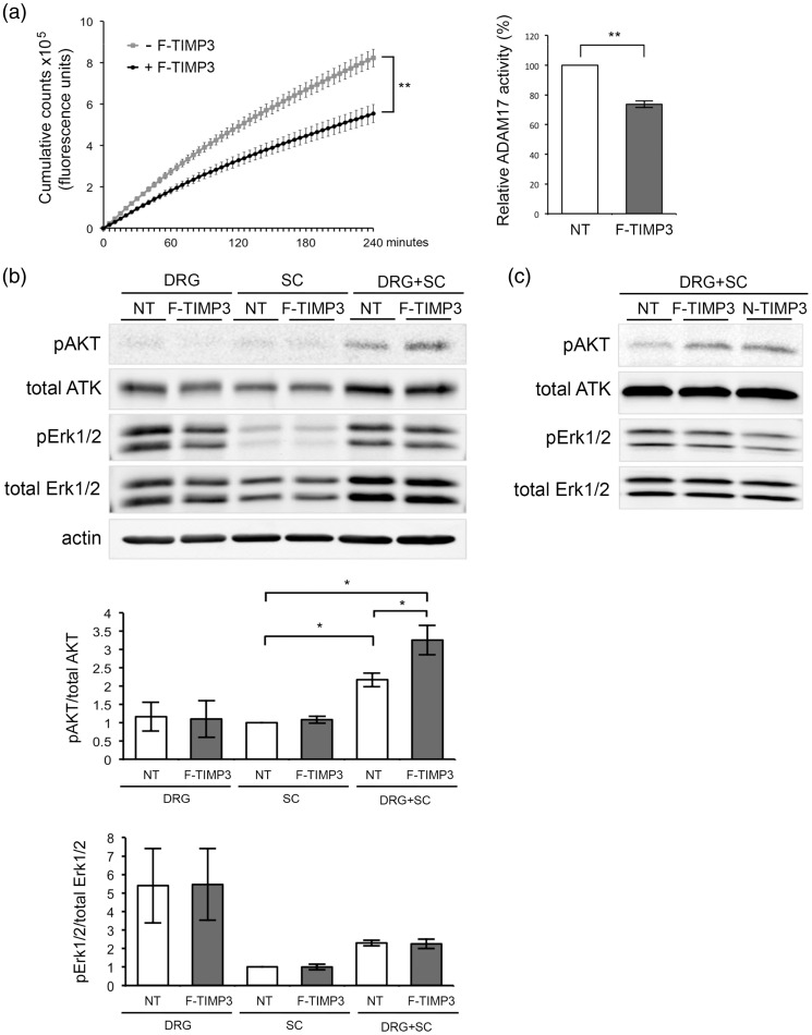 Tissue Inhibitor of Metalloproteinase-3 Promotes Schwann Cell Myelination.