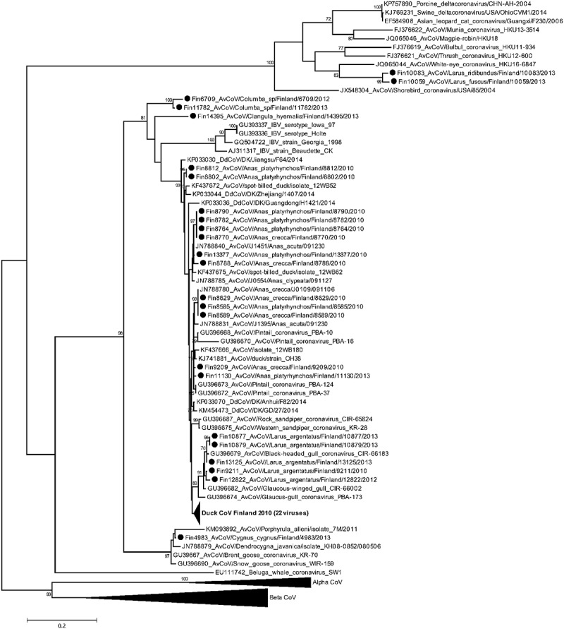 Prevalence and genetic diversity of coronaviruses in wild birds, Finland.