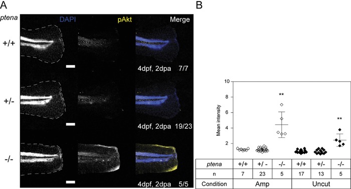 Impaired caudal fin-fold regeneration in zebrafish deficient for the tumor suppressor Pten.