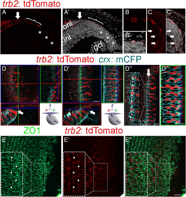 Anisotropic Müller glial scaffolding supports a multiplex lattice mosaic of photoreceptors in zebrafish retina.