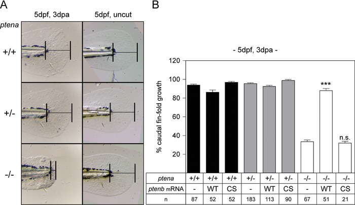 Impaired caudal fin-fold regeneration in zebrafish deficient for the tumor suppressor Pten.