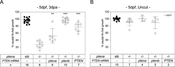 Impaired caudal fin-fold regeneration in zebrafish deficient for the tumor suppressor Pten.