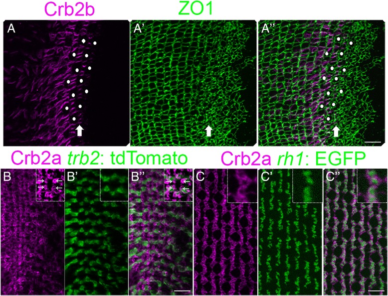 Anisotropic Müller glial scaffolding supports a multiplex lattice mosaic of photoreceptors in zebrafish retina.