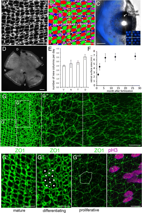 Anisotropic Müller glial scaffolding supports a multiplex lattice mosaic of photoreceptors in zebrafish retina.