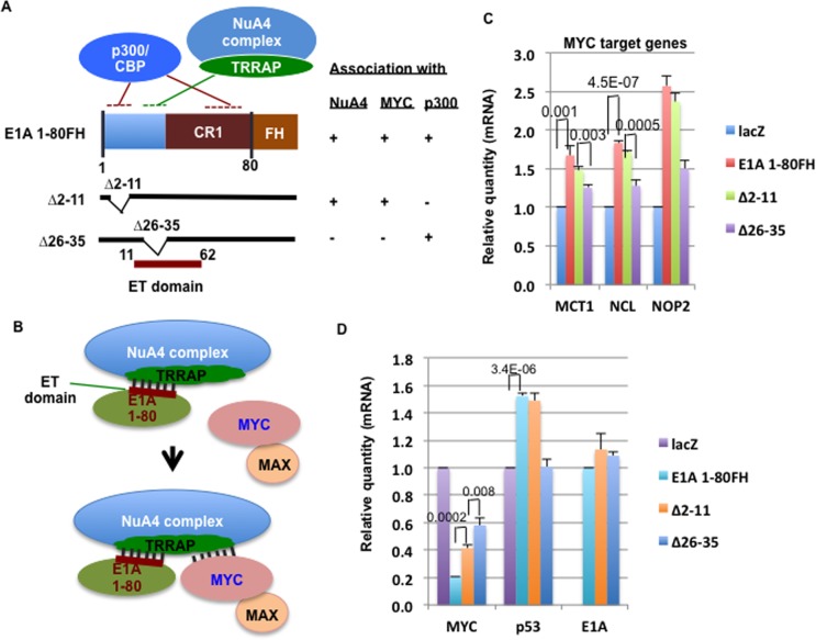 Enhanced MYC association with the NuA4 histone acetyltransferase complex mediated by the adenovirus E1A N-terminal domain activates a subset of MYC target genes highly expressed in cancer cells.