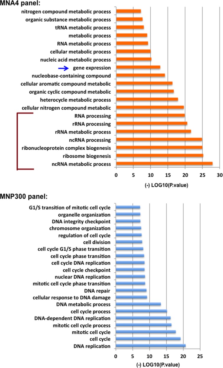 Enhanced MYC association with the NuA4 histone acetyltransferase complex mediated by the adenovirus E1A N-terminal domain activates a subset of MYC target genes highly expressed in cancer cells.