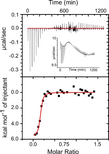 Human S100A5 binds Ca<sup>2+</sup> and Cu<sup>2+</sup> independently.