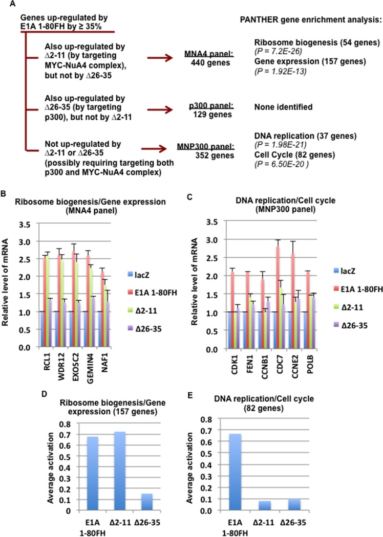 Enhanced MYC association with the NuA4 histone acetyltransferase complex mediated by the adenovirus E1A N-terminal domain activates a subset of MYC target genes highly expressed in cancer cells.