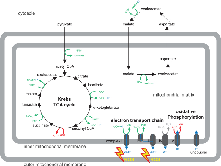 Mitochondrial Metabolism-Mediated Regulation of Adult Neurogenesis.