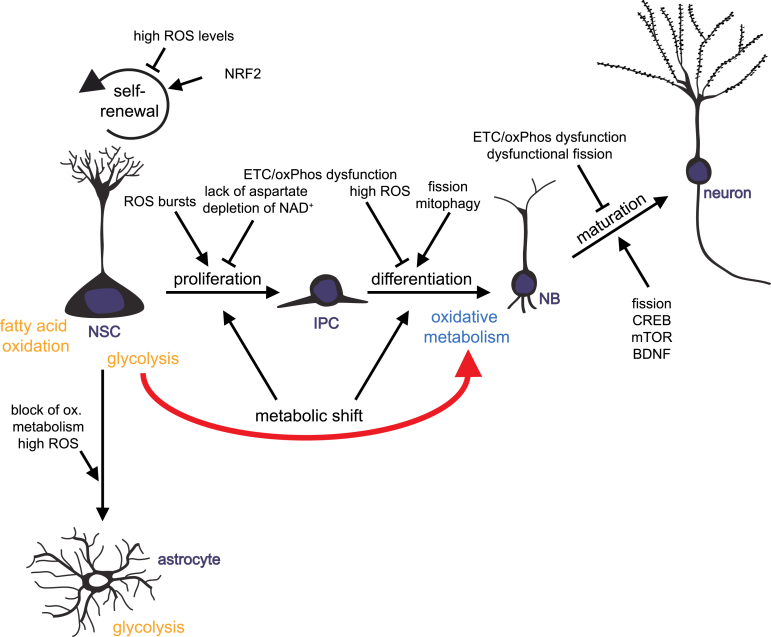 Mitochondrial Metabolism-Mediated Regulation of Adult Neurogenesis.