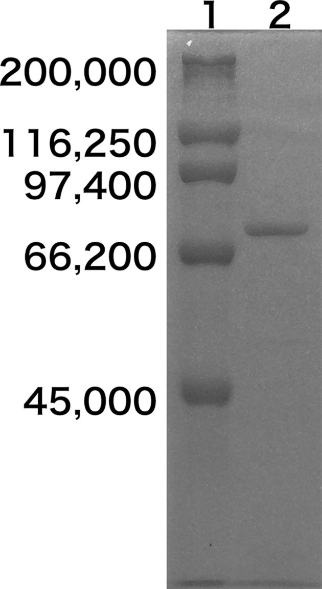 4-<i>O</i>-Methyl Modifications of Glucuronic Acids in Xylans Are Indispensable for Substrate Discrimination by GH67 α-Glucuronidase from <i>Bacillus halodurans</i> C-125.