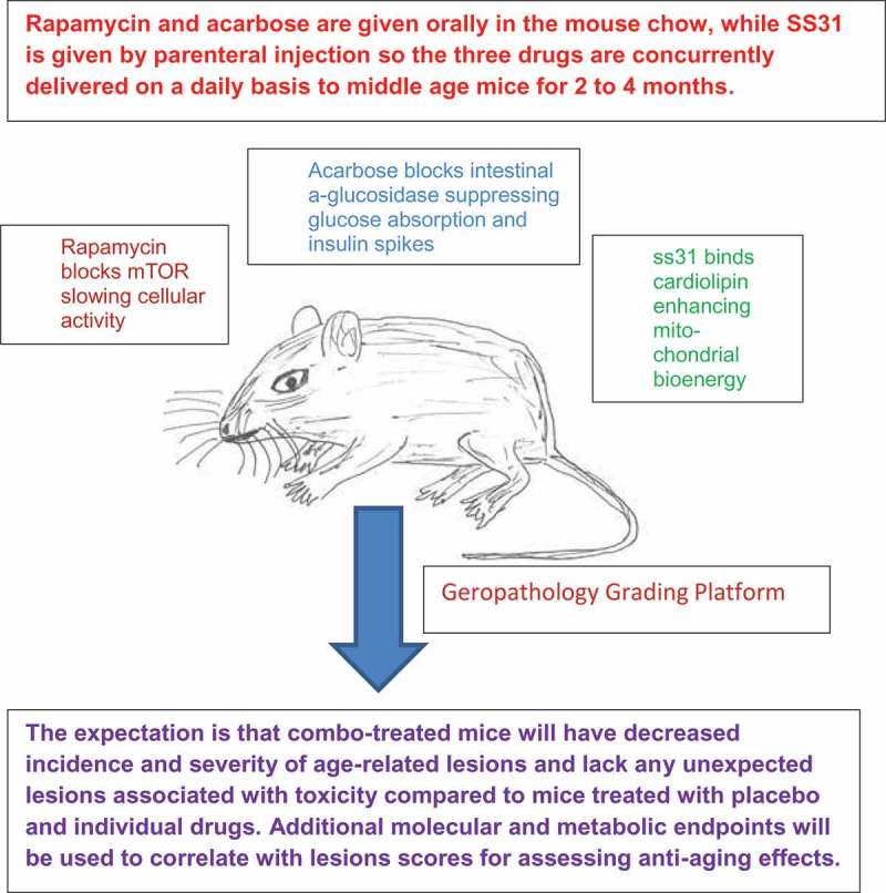 Testing drug combinations to slow aging.