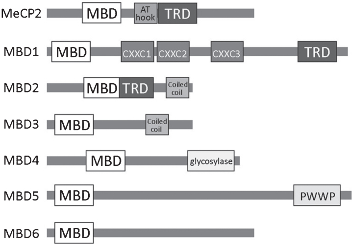 DNA Methylation and Adult Neurogenesis.