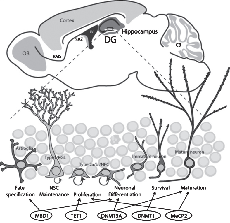 DNA Methylation and Adult Neurogenesis.